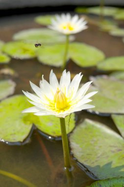 Beyaz lotus çiçeği, görünümü kadar yakın