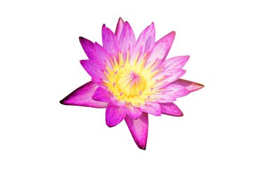 Beyaz arka plan üzerinde mor lotus