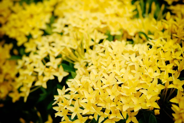 Blooming Yellow Ixora Flowers Select Focus — Stock Photo, Image