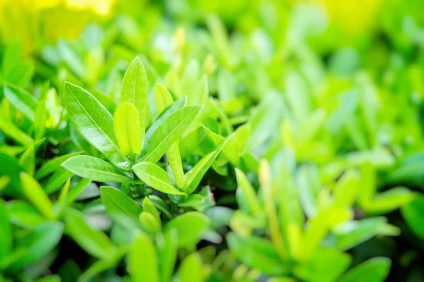 Kadar büyüyen yeşil yaprakların görünümü Kapat