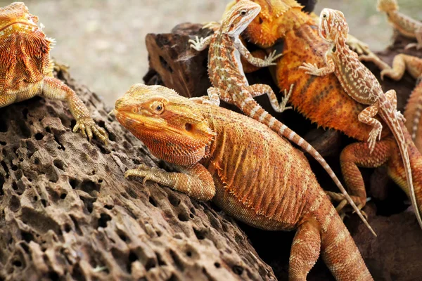 Zár Megjelöl Kilátás Aranyos Szakállas Sárkányok — Stock Fotó