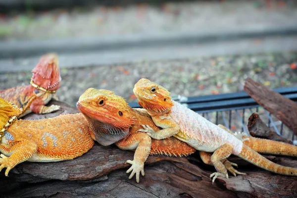 Close View Cute Bearded Dragons — Stock Photo, Image