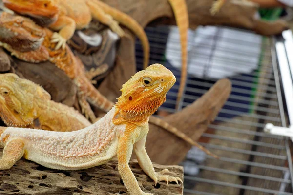 Close up view of cute Bearded dragons