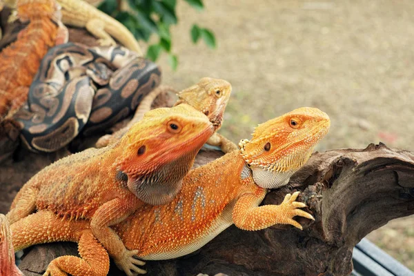 Zár Megjelöl Kilátás Aranyos Szakállas Sárkányok — Stock Fotó