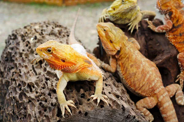 Close up view of cute Bearded dragons