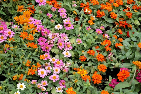 Beautiful Pink Red Flowers Meadow — Stock Photo, Image