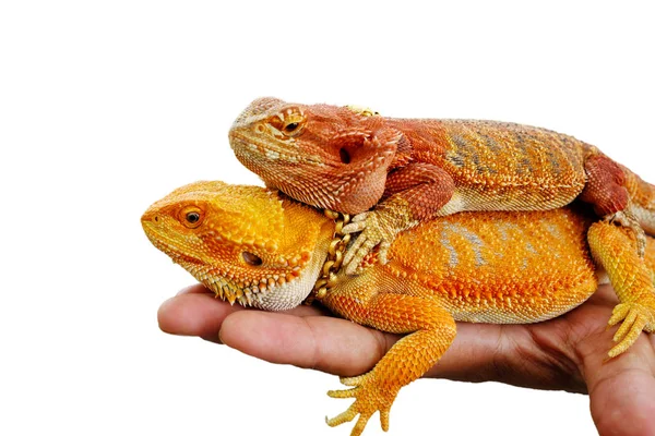 Two Bearded Dragons Male Hand — Stock Photo, Image