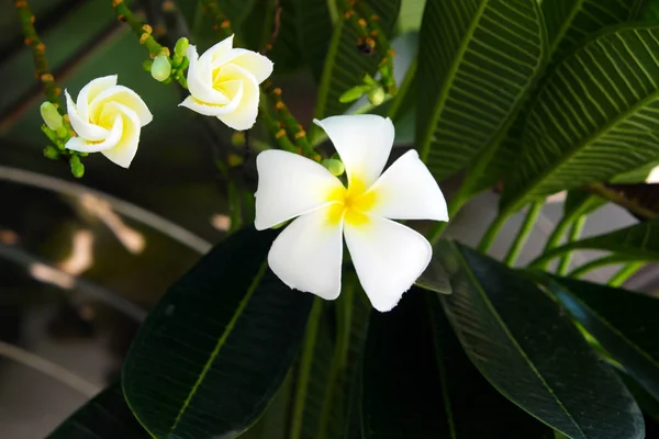 Hermosa Plumeria Blanca Flores —  Fotos de Stock