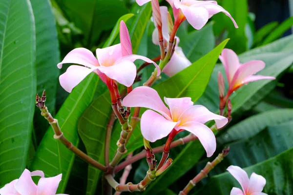 Frangipani Blume Oder Leelawadee Blume Auf Dem Baum — Stockfoto