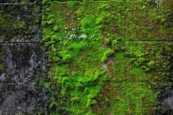 Muschio Verde Sulla Vecchia Parete — Foto Stock
