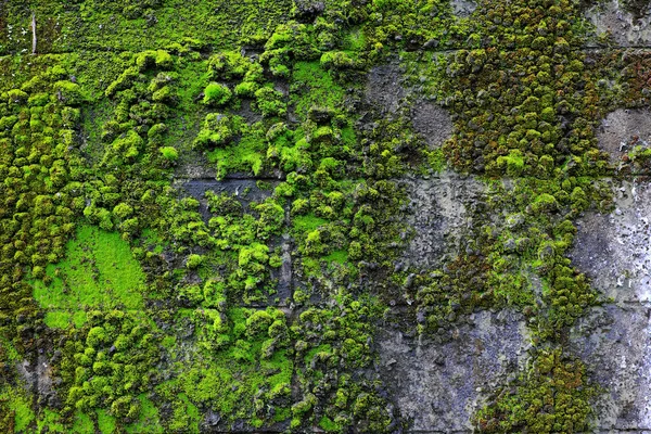 Muschio Verde Sulla Vecchia Parete — Foto Stock