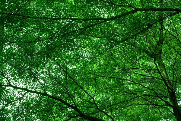 Green Lush Tree Branches Background — Stock Photo, Image