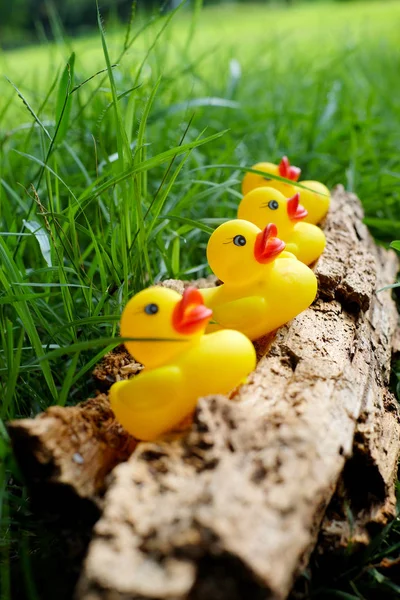 yellow duck on glass field.(Select focus)