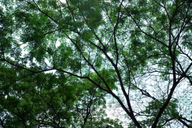 Ağaçların arasından parlayan güneş