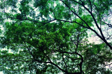 Ağaçların arasından parlayan güneş