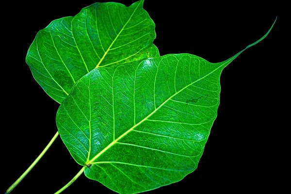 Green Leaves Black Background — Stock Photo, Image