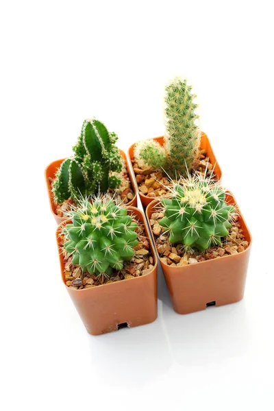 Cactus White Background — Stock Photo, Image