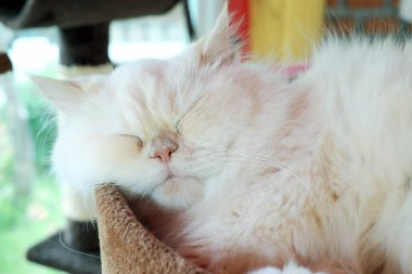 Farsça kedi uyku, yakın bakış