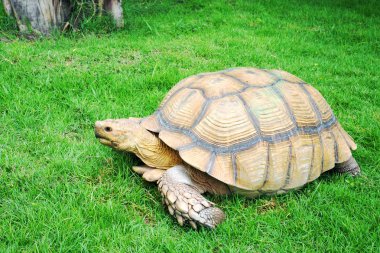 Yeşil çimenlerin üzerinde dev kaplumbağa