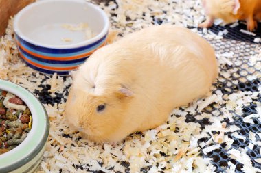 Sevimli hamster kafes içinde