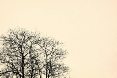 Yaşlı kağıt doku eski ağaçları ile