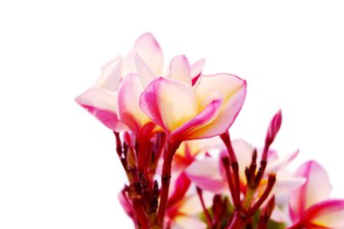 Beyaz güzel plumaria çiçekler