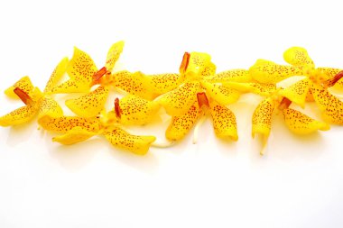 Beyaz arka plan üzerinde güzel sarı orkide çiçekler