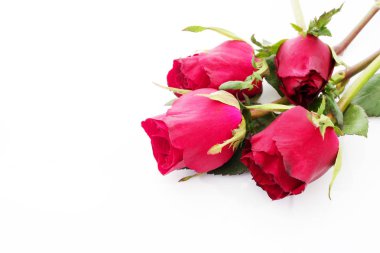 Beyaz arkaplanda kırmızı güller.