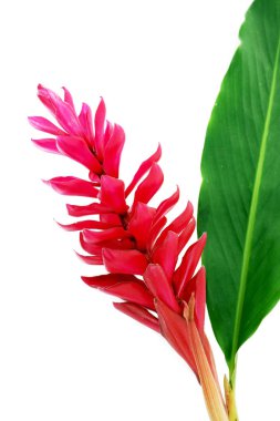 Beyaz güzel kızıl kırmızı çiçek