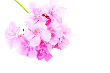 Beyaz arka plan üzerinde pembe tecoma çiçek