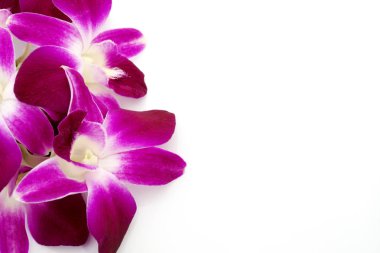 Beyaz arkaplanda güzel orkide çiçekleri
