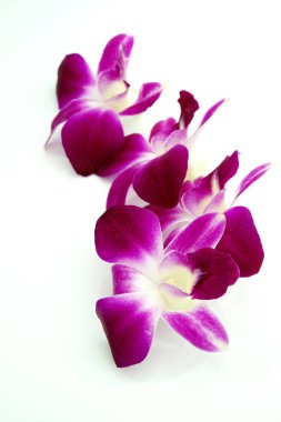 Beyaz arkaplanda güzel orkide çiçekleri