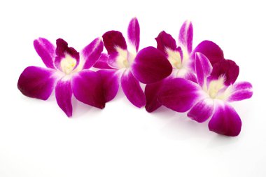 Beyaz arkaplanda güzel orkide çiçekleri