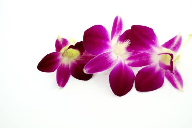 Beyaz arkaplanda güzel orkide çiçekleri