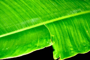 Siyah arkaplanda yeşil yaprak