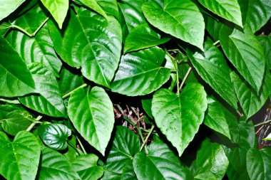 Kadar büyüyen yeşil yaprakların görünümü Kapat