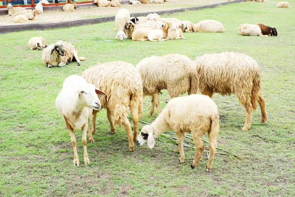 Ovejas Pasto Con Hierba Verde — Foto de Stock