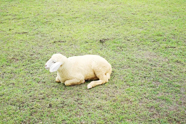 Pecora Pascolo Con Erba Verde — Foto Stock