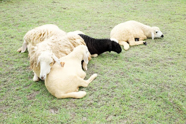 Moutons Pâturage Avec Herbe Verte — Photo