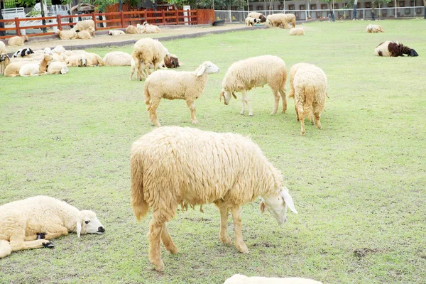 Ovejas Pasto Con Hierba Verde — Foto de Stock