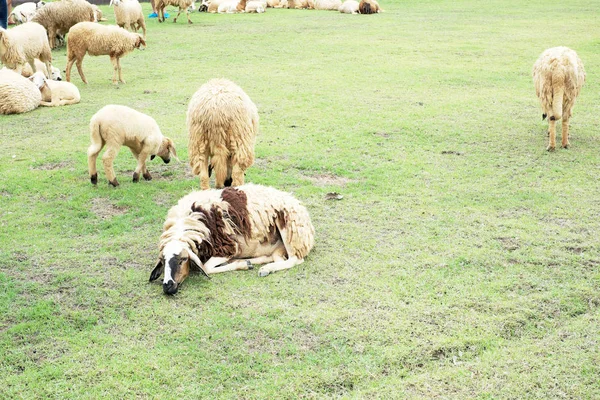 Moutons Pâturage Avec Herbe Verte — Photo