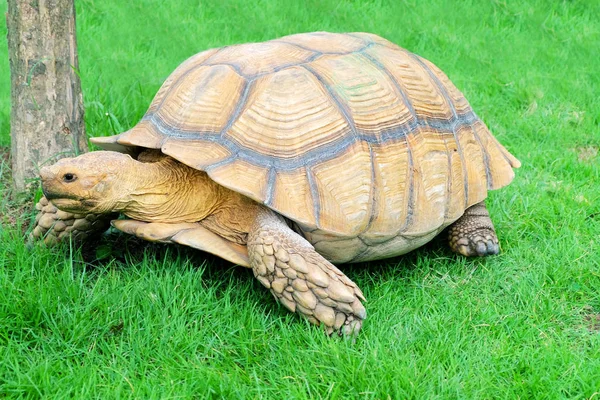 Giant Tortoise Green Grass — Stock Photo, Image