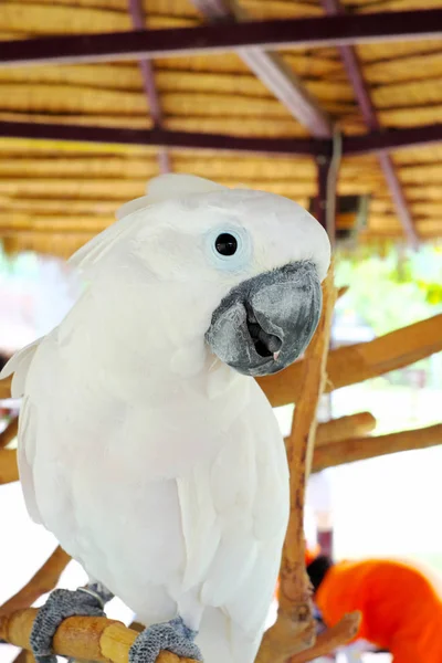 Nahaufnahme Von Weißem Ara Papagei — Stockfoto
