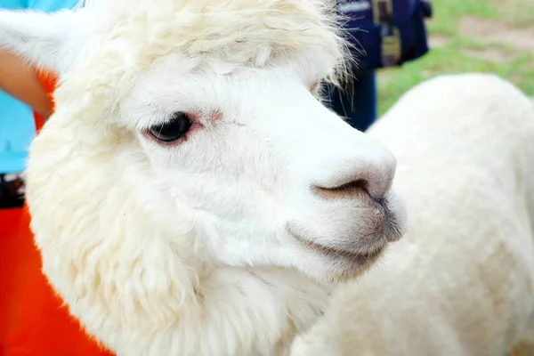 Lindo Blanco Alpaca Vista Cerca — Foto de Stock