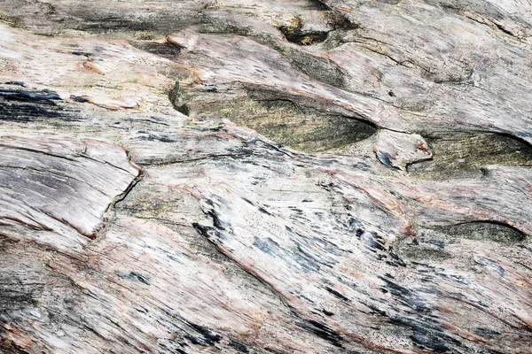 Ahşap gövde arka plan görünümünü kapat