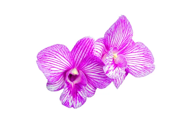 Цветок Орхидеи Белом Фоне — стоковое фото