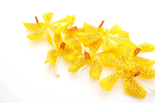 Hermosas Flores Orquídea Amarilla Sobre Fondo Blanco —  Fotos de Stock