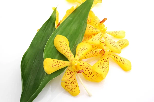 Krásné Žluté Květy Orchidejí Bílém Pozadí — Stock fotografie