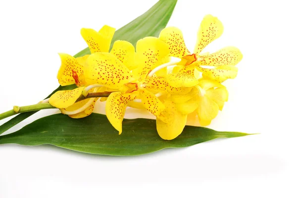 Flores Amarelas Bonitas Orquídea Fundo Branco — Fotografia de Stock