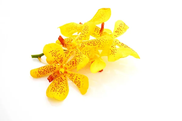 Hermosas Flores Orquídea Amarilla Sobre Fondo Blanco —  Fotos de Stock